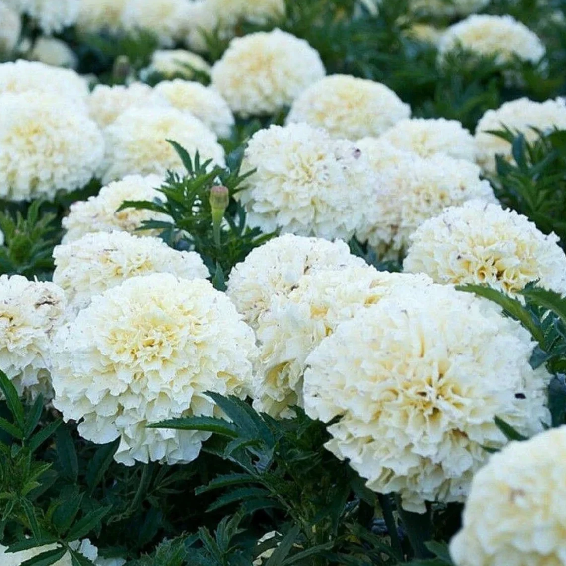 White Marigold Flower