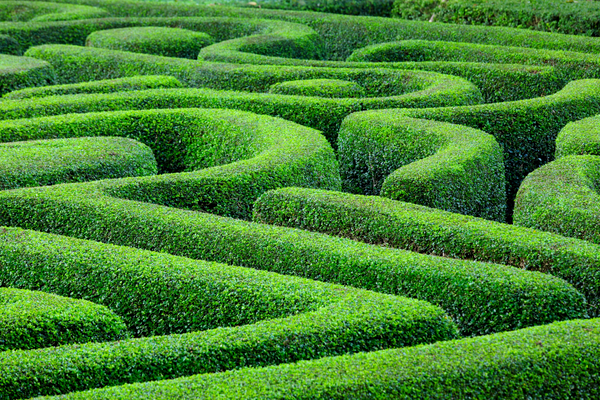 a green maze