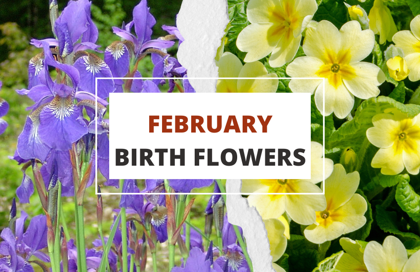 February Birth Flowers