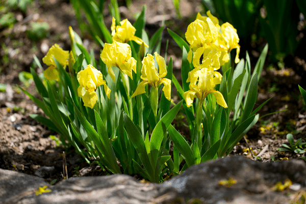growing iris flowers