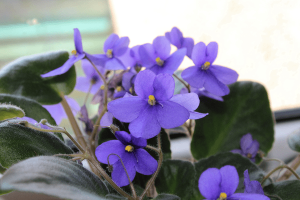 growing violet flowers