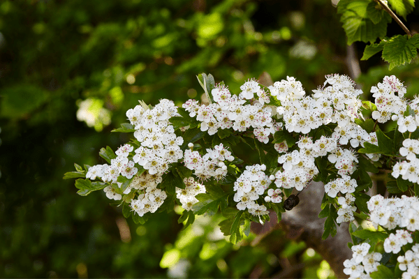 hawthorn flowers on a branch
