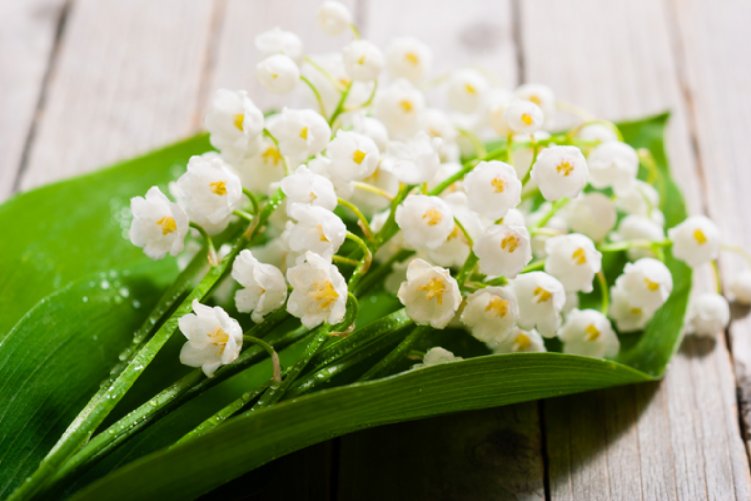 15 Flowers that Symbolize New Beginnings