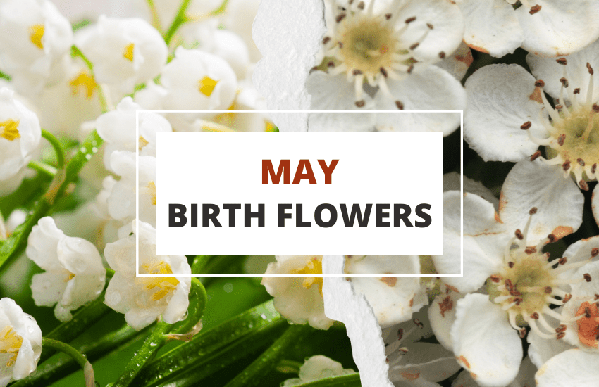 May Birth Flowers