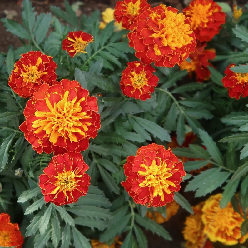 Red Marigold Flower Seeds