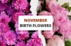 november birth flowers