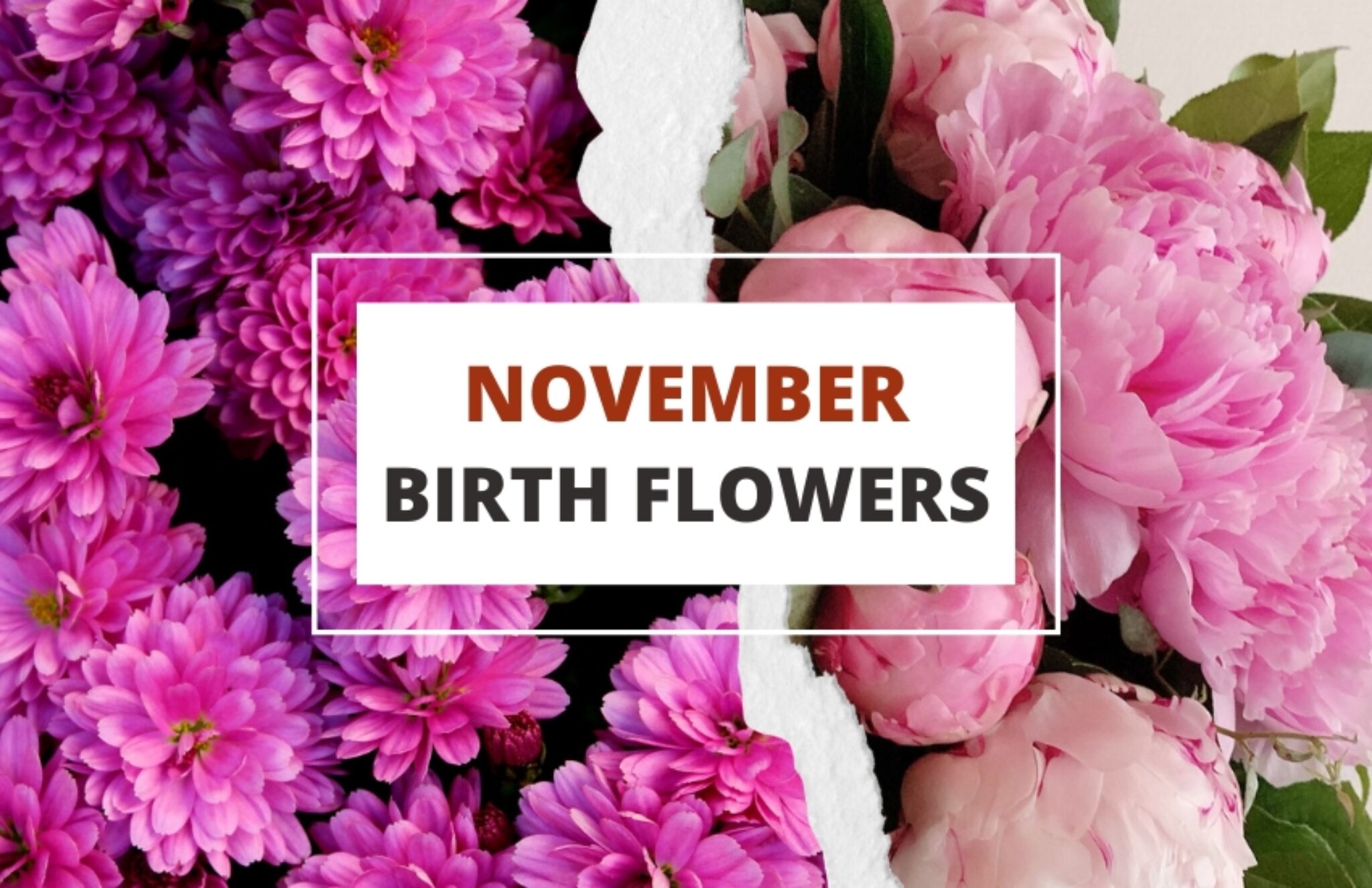 November Birth Flowers Chrysanthemums and Peony Symbol Sage