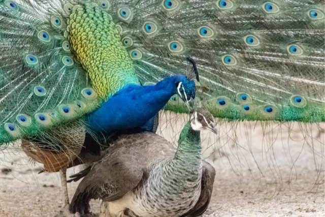 peacock mating