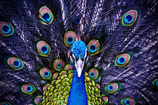 purple peacock