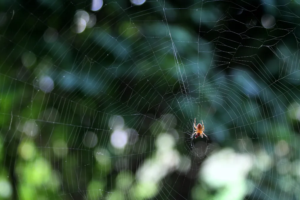 Cobweb and Spider