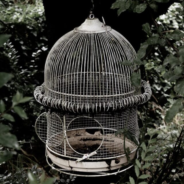 Open birdcage