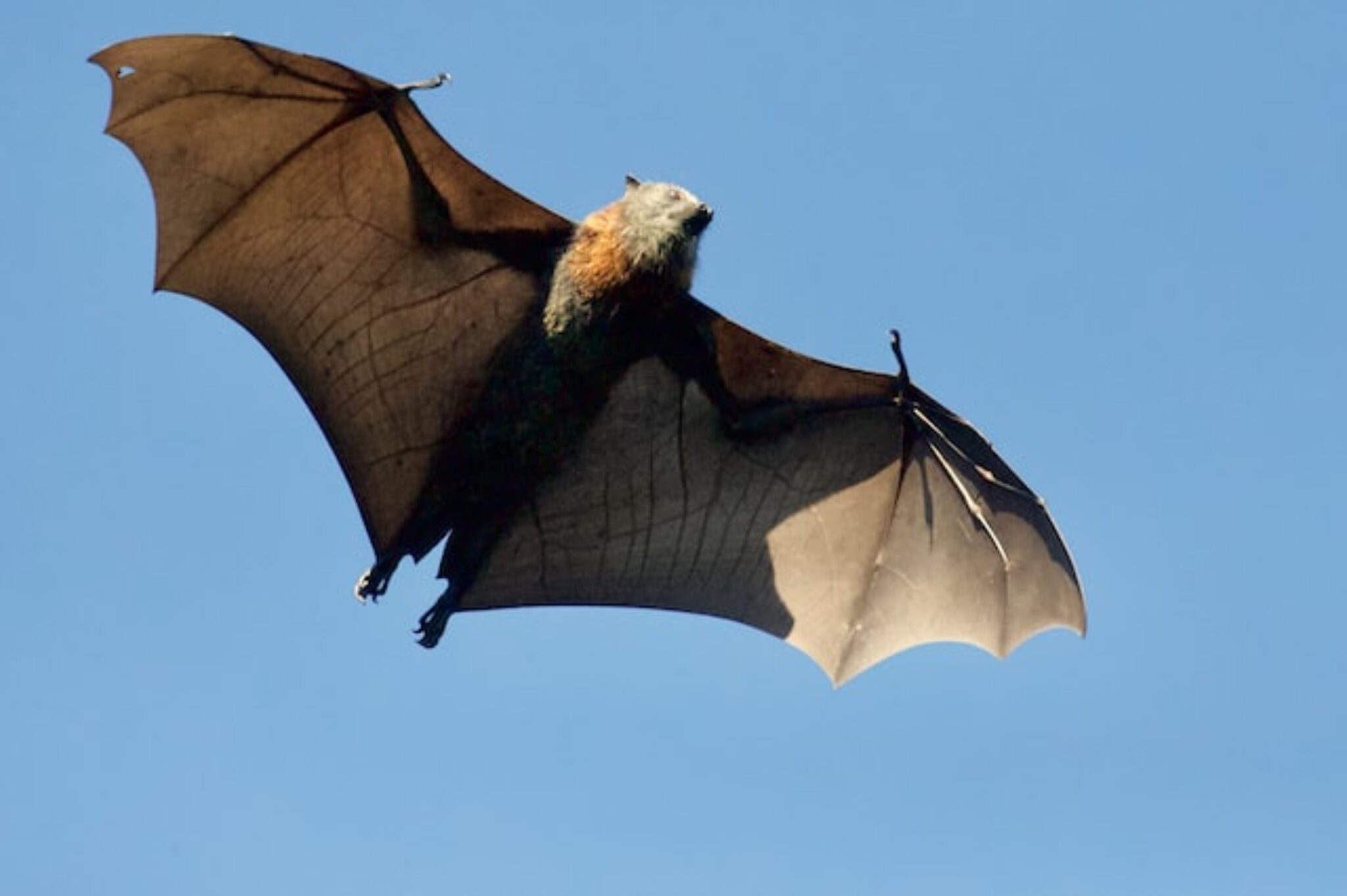 15 Powerful Vampire Symbols and What They Mean