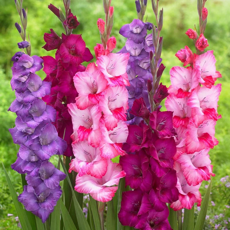 Gladiolus Mixed Berry