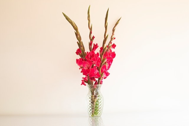 Gladiolus in a vase