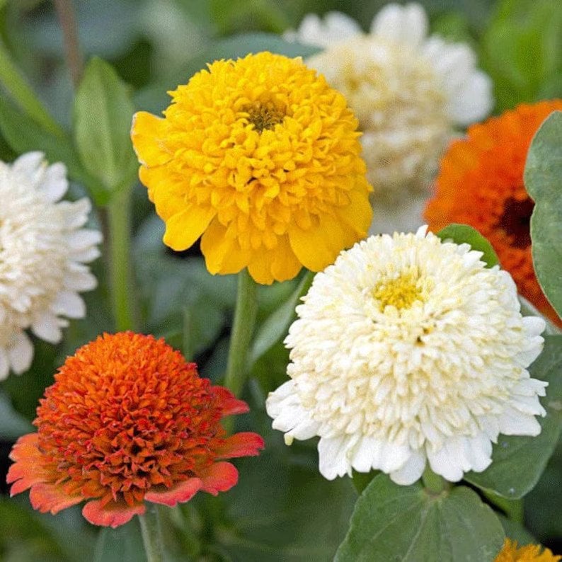 Mixed Color Crested Zinnia Flower Seeds