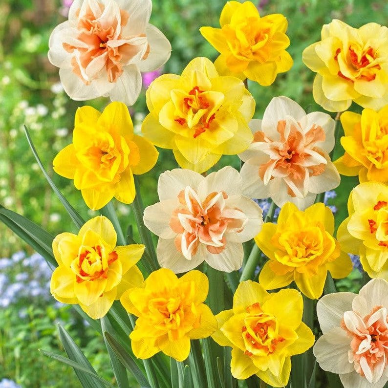 Narcissus Daffodil Fluffy Doubles Mix Flower Bulbs