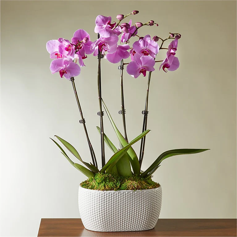 Pink Orchid Garden