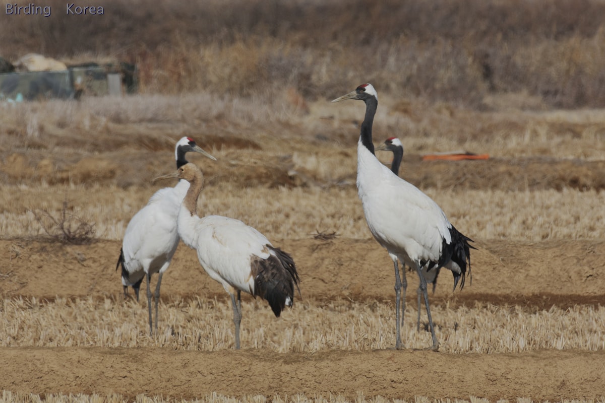 Red-crowned crane in Korea