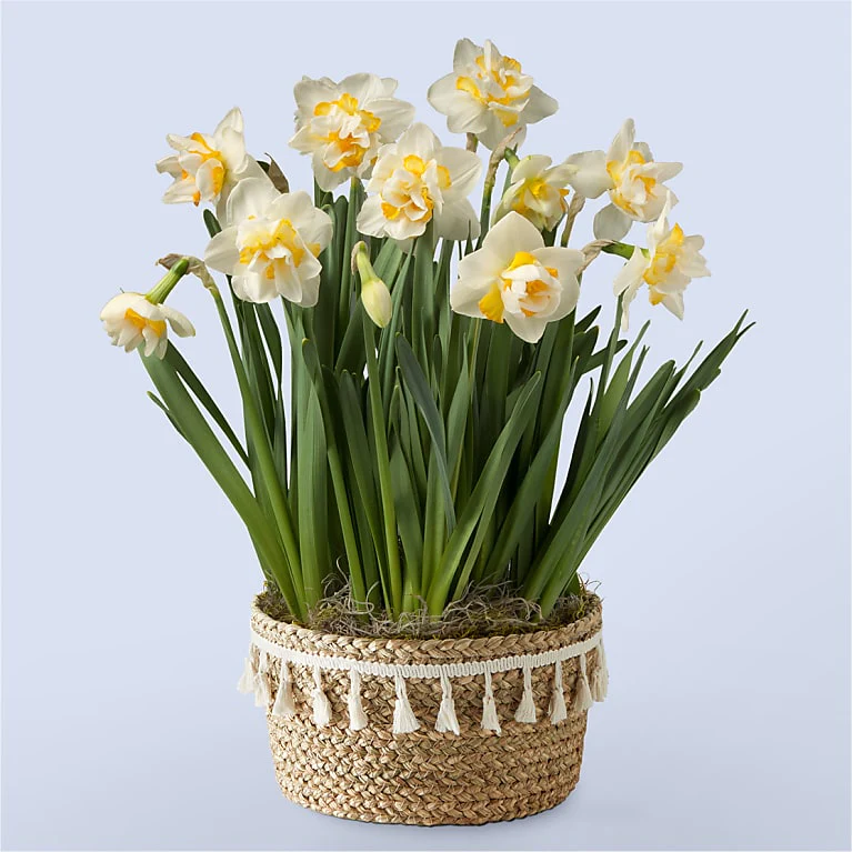 Sunshine Daffodil Bulb Garden