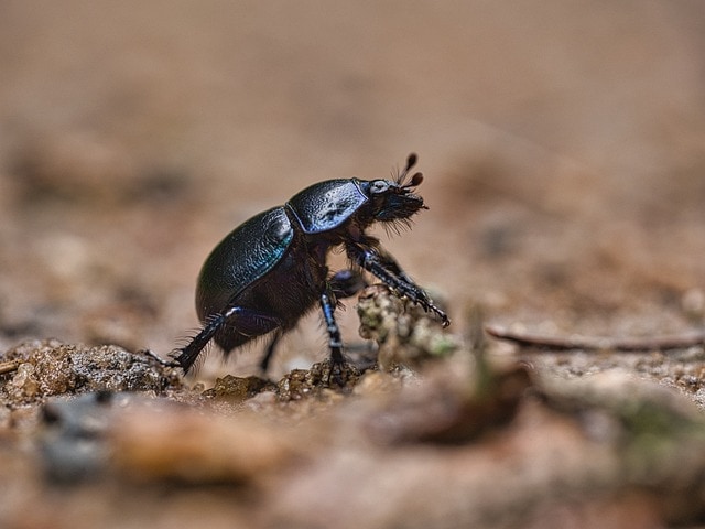 The Scarab Beetle