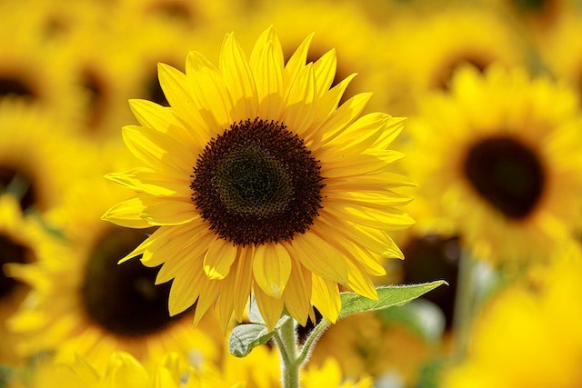 Yellow Sunflower Field Under Sunny Sky