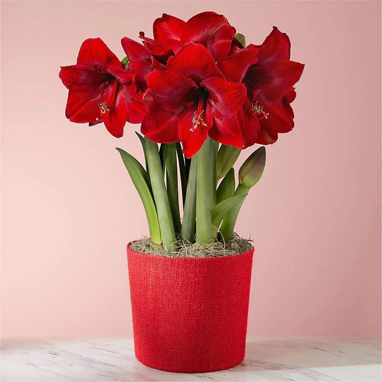 red amaryllis flower in a red vase