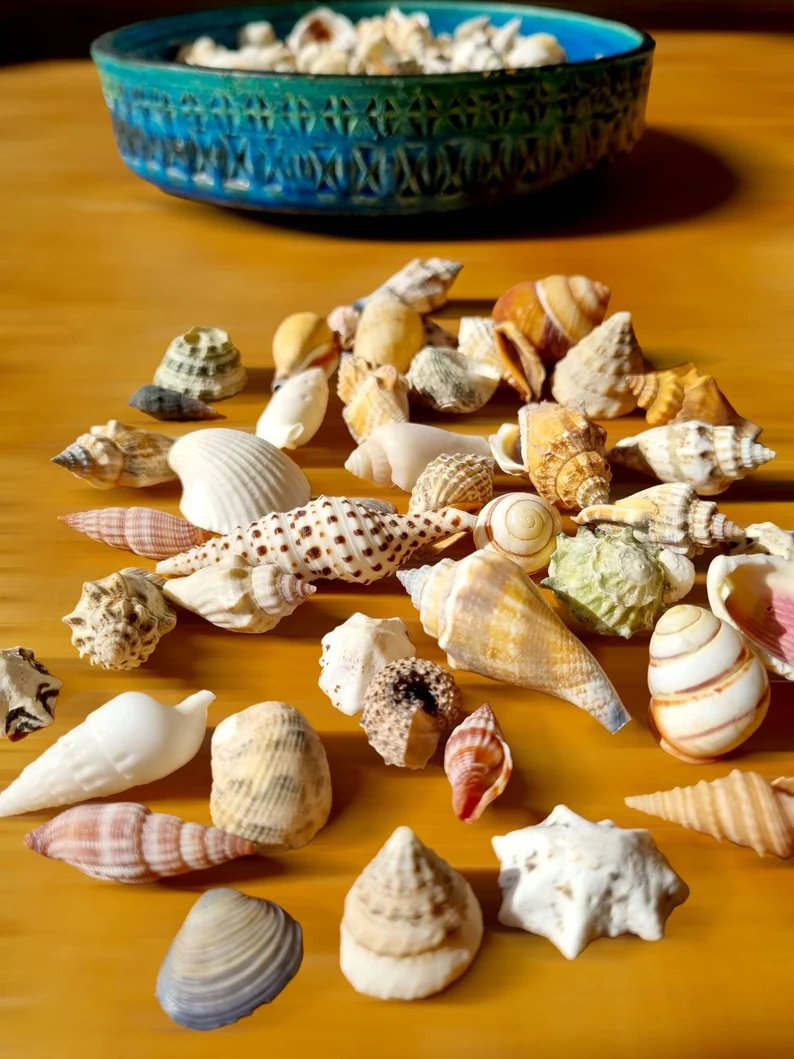 Assorted small sea shells