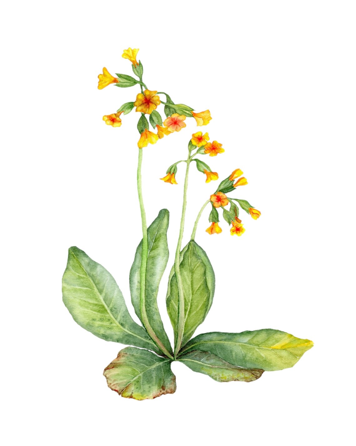 watercolor image of cowslip flower