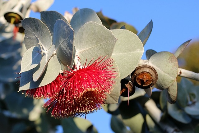 eucalyptus leaves blossom