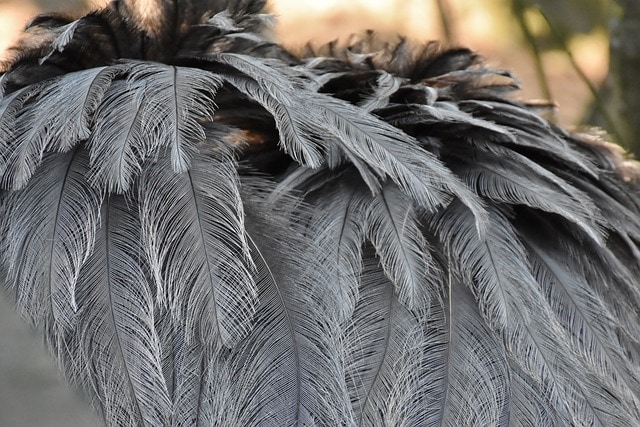 feathers ostrich bird