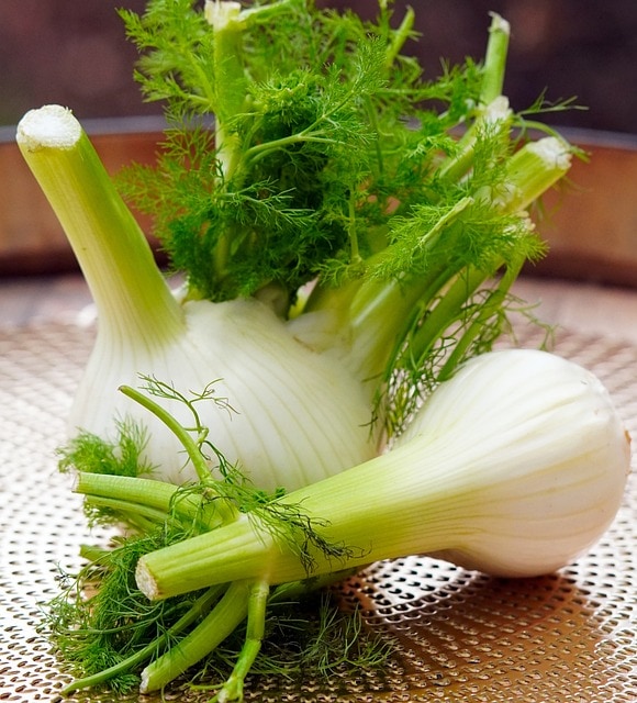 fennel vegetable