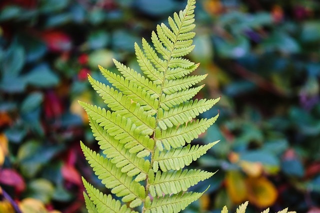 fern feather leaf