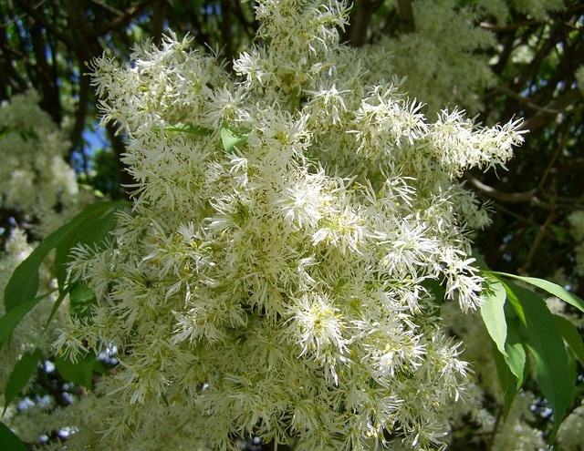 flowering ash tree