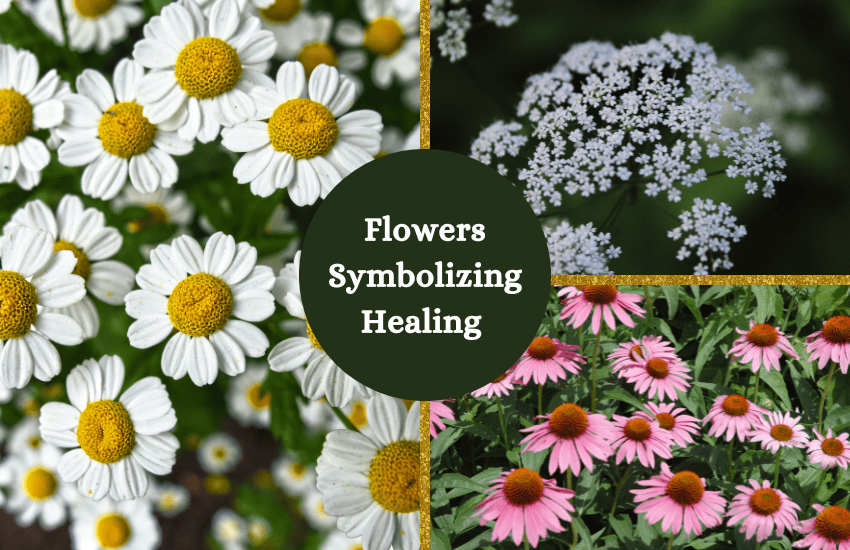flowers symbolizing healing