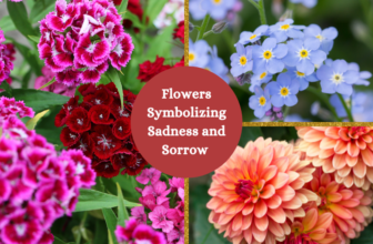 flowers symbolizing sadness and sorrow