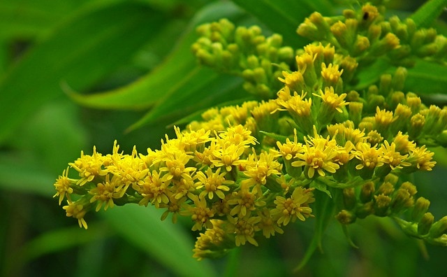 goldenrod flowers