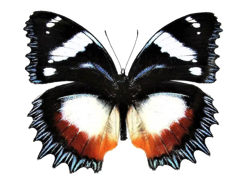 hypolimnas real butterfly