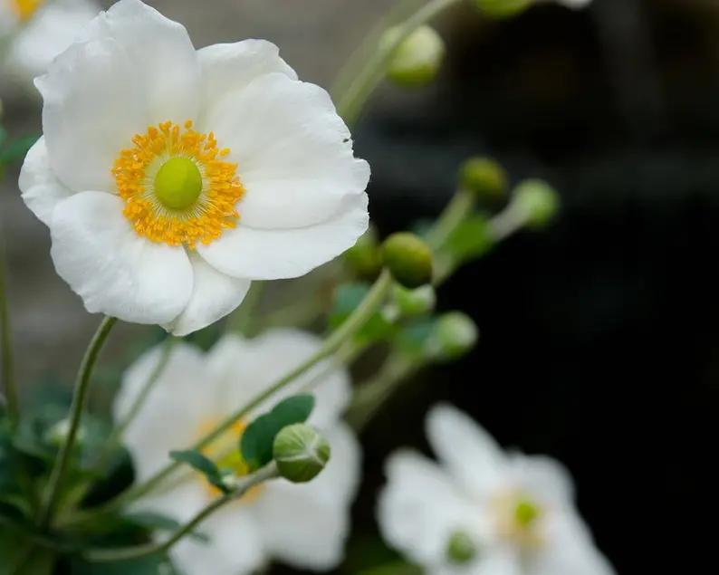 persian white poppy flower