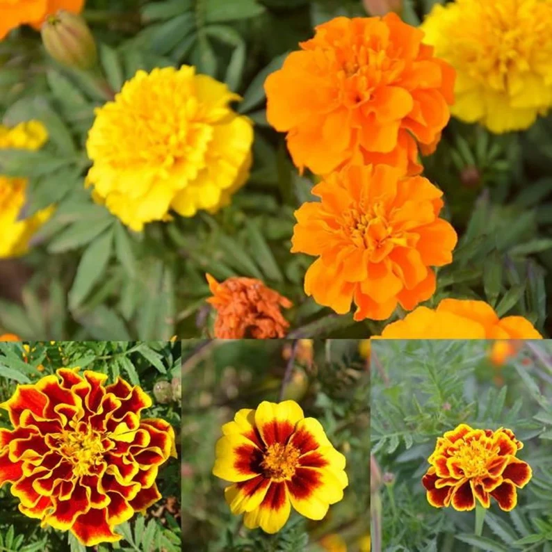 petite french marigold seeds