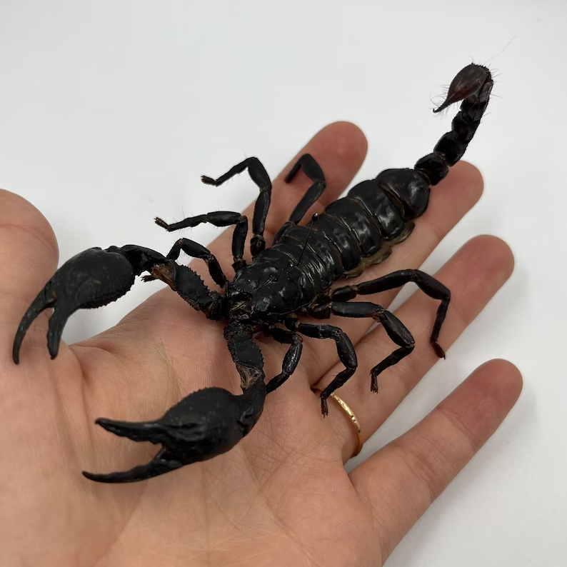 real black forest scorpion