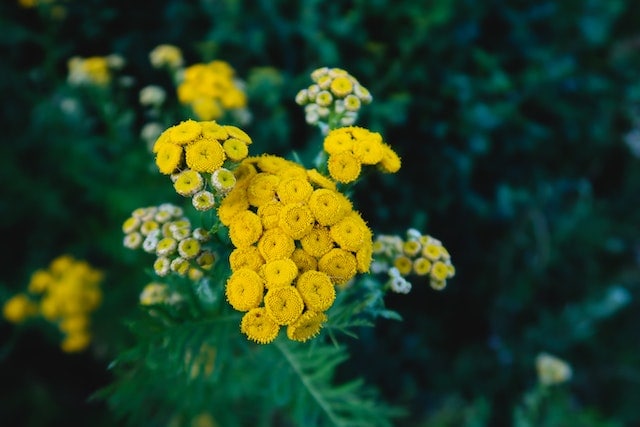 tansy flowers
