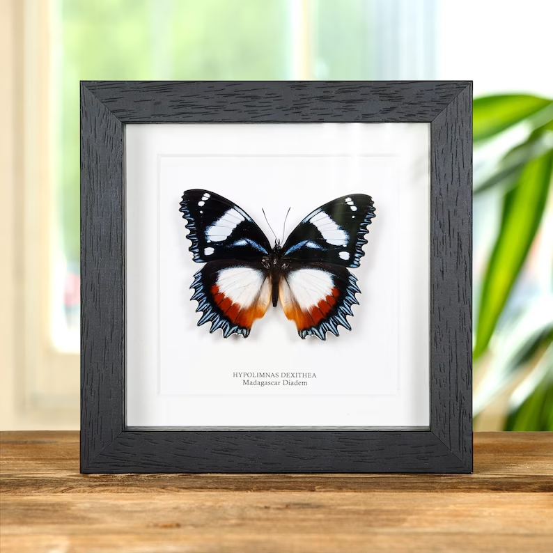 taxidermy butterfly in frame