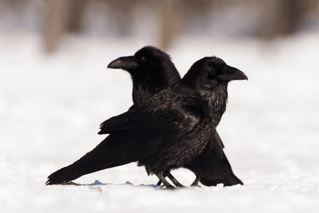 two ravens
