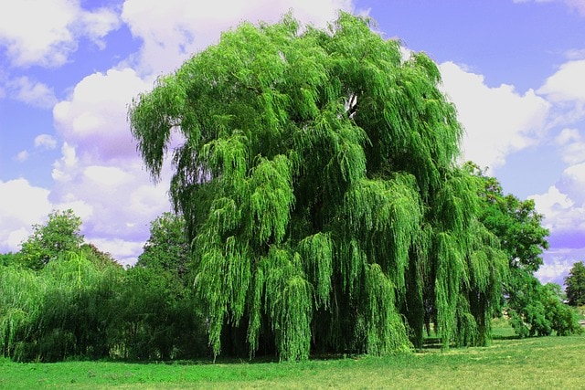 willow trees 