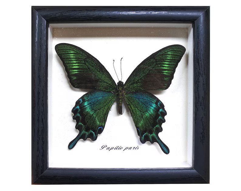 Butterfly framed