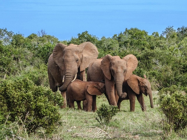 Elephant-Family