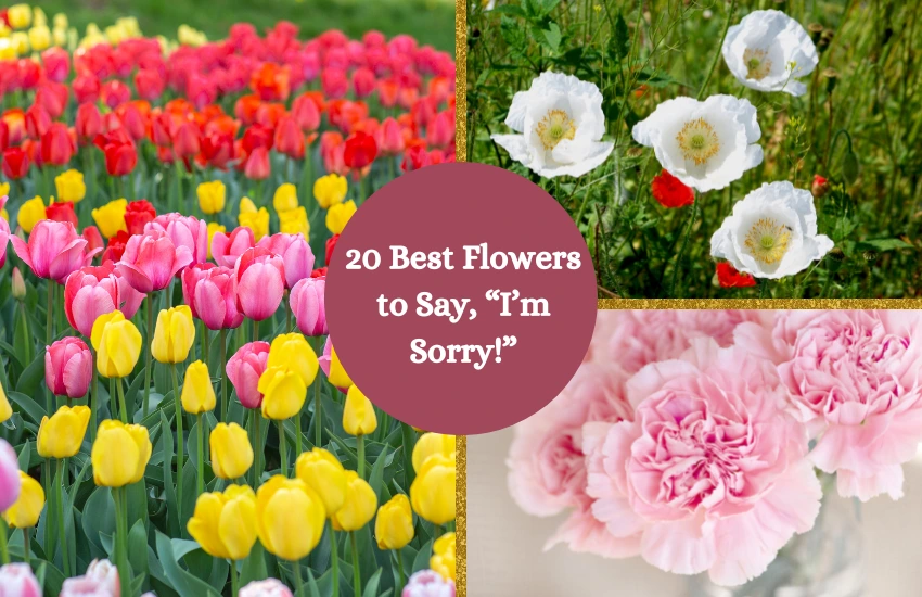 20 Best Flowers to Say, “I’m Sorry!”