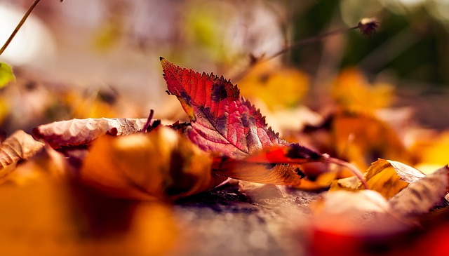 fallen autumn