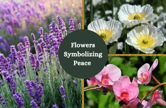 Flowers Symbolizing Peace
