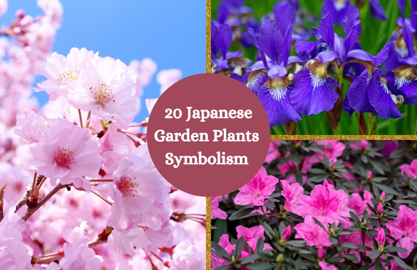 Japanese Garden Plants
